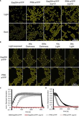 CP12 fine-tunes the Calvin-Benson cycle and carbohydrate metabolism in cyanobacteria